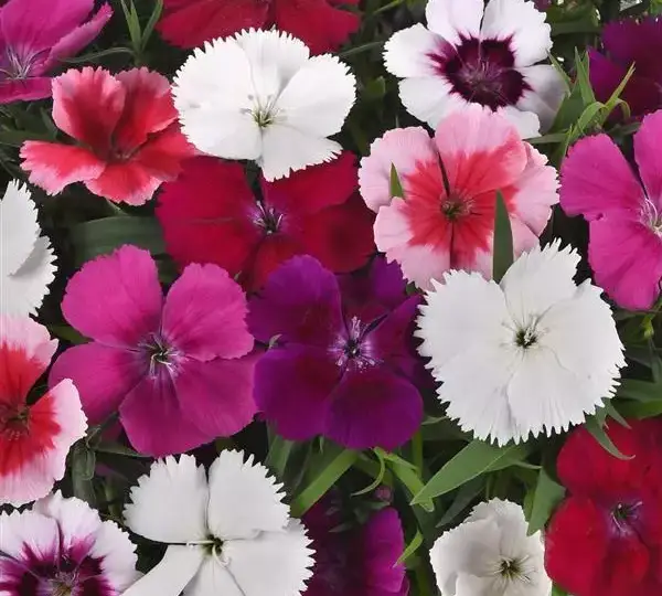Гвоздика Коронет Смесь - Dianthus Coronet Mixture, Dianthus chinensis - Фото №1