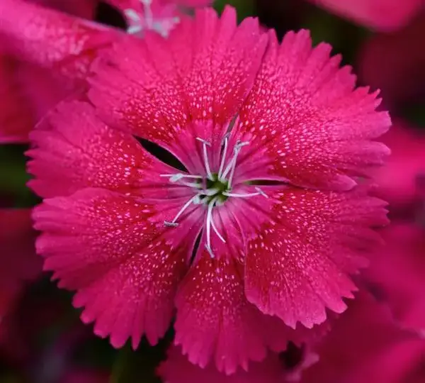 Гвоздика Флорал Лейс Вишнёвая - Dianthus Floral Lace Cherry - Фото №1