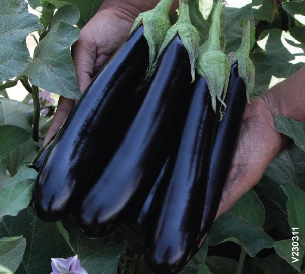 Баклажан A715 - Eggplant A715 - Фото №1