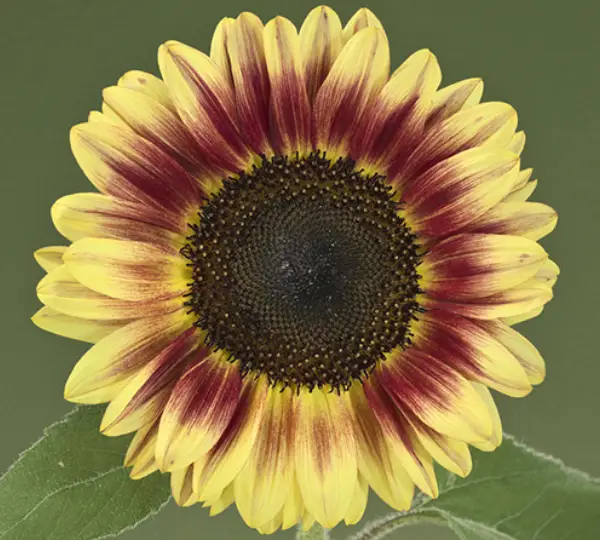 Подсолнечник декоративный Марли F1 - F1 Marley, Helianthus annuus - Фото №2