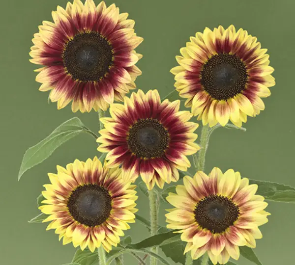 Подсолнечник декоративный Марли F1 - F1 Marley, Helianthus annuus - Фото №3