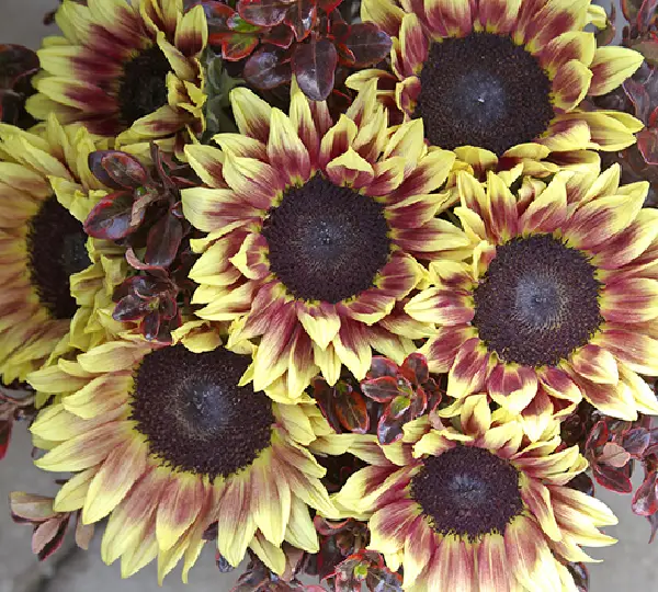 Подсолнечник декоративный Марли F1 - F1 Marley, Helianthus annuus - Фото №1
