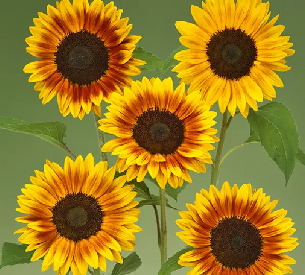 Подсолнечник декоративный Зигги F1 - F1 Ziggy, Helianthus annuus - Фото №2