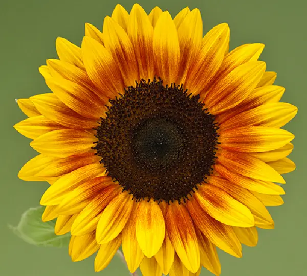 Подсолнечник декоративный Зигги F1 - F1 Ziggy, Helianthus annuus - Фото №3