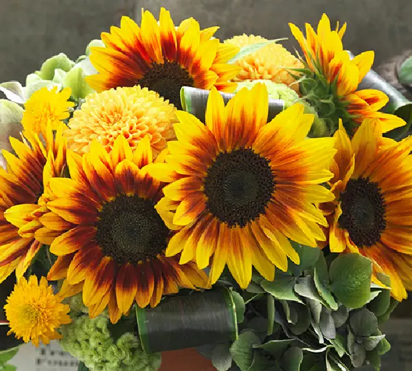 Подсолнечник декоративный Зигги F1 - F1 Ziggy, Helianthus annuus - Фото №1