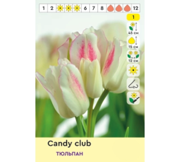 Набор тюльпанов Triumph Фламинг Клаб, Файери Клаб, Кэнди Клаб, Найт Клаб - Flaming Club, Fiery Club, Candy Club, Night Club - Фото №2