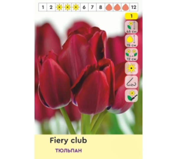 Набор тюльпанов Triumph Фламинг Клаб, Файери Клаб, Кэнди Клаб, Найт Клаб - Flaming Club, Fiery Club, Candy Club, Night Club - Фото №4