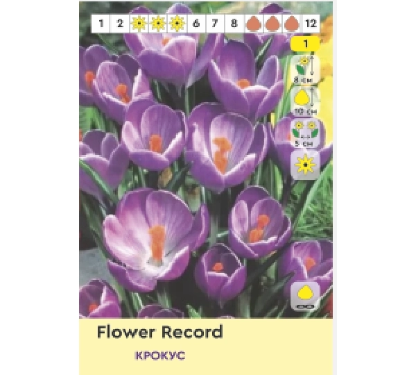 Набор Крокус ФлауэрРекорд, ЖаннаДАрк, Пиквик, ВикторГюго - FlowerRecord, JanneDArc, Pickwick, VictorHugo  - Фото №2