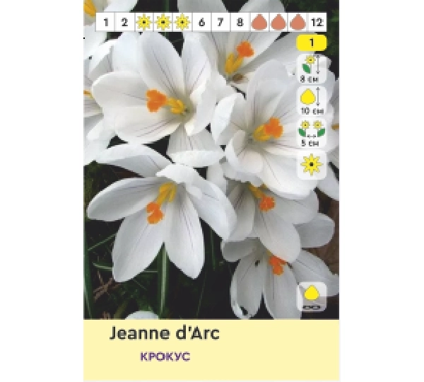 Набор Крокус ФлауэрРекорд, ЖаннаДАрк, Пиквик, ВикторГюго - FlowerRecord, JanneDArc, Pickwick, VictorHugo  - Фото №3