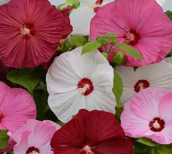 Гибискус Луна Смесь - Hibiscus moscheutos Luna Mixture - Фото №1