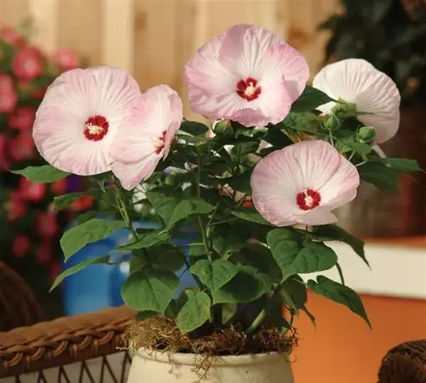 Гибискус Луна Розовый с разводами - Hibiscus moscheutos Luna Pink Swirl - Фото №2