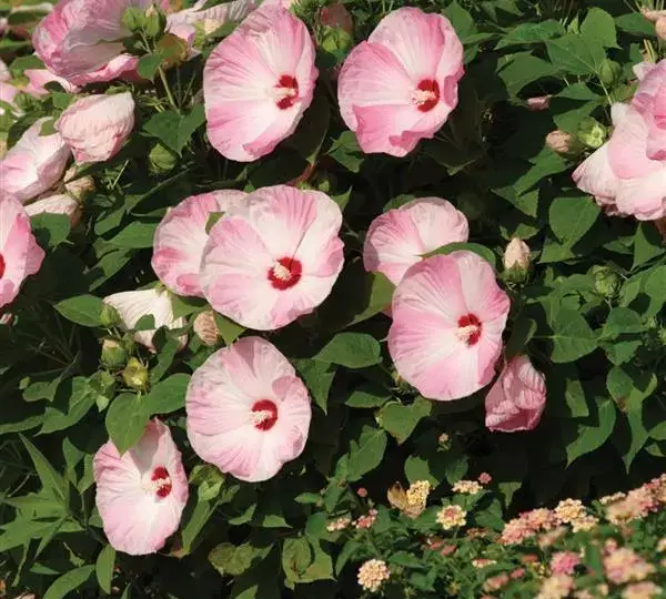 Гибискус Луна Розовый с разводами - Hibiscus moscheutos Luna Pink Swirl - Фото №3
