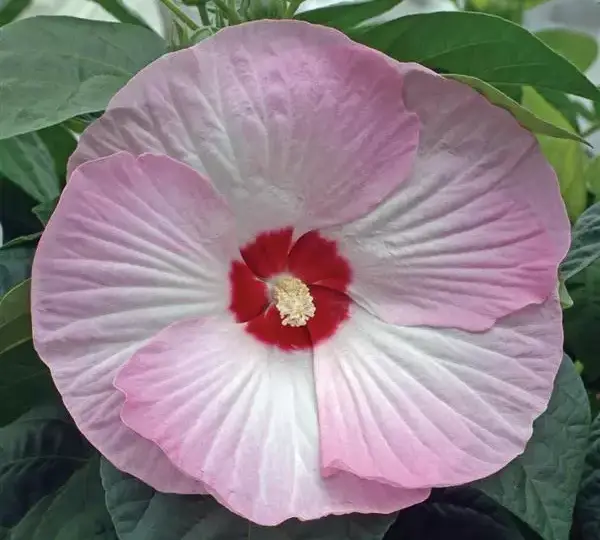 Гибискус Луна Розовый с разводами - Hibiscus moscheutos Luna Pink Swirl - Фото №1