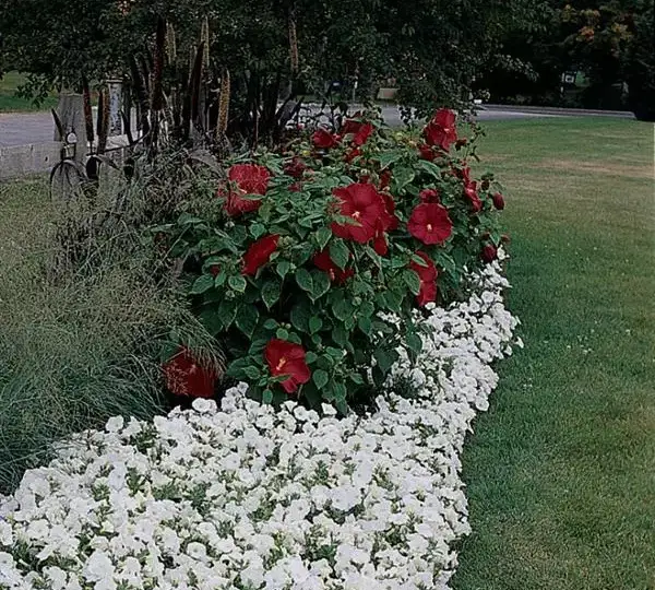 Гибискус Луна Красный - Hibiscus moscheutos Luna Red - Фото №2