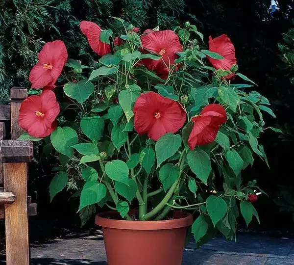 Гибискус Луна Красный - Hibiscus moscheutos Luna Red - Фото №3