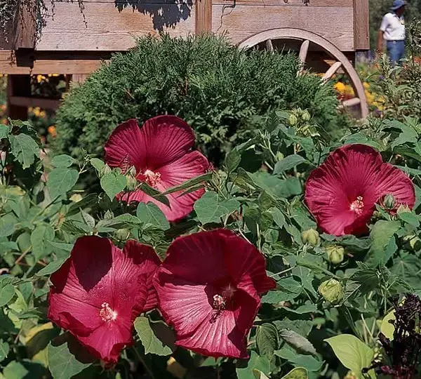 Гибискус Луна Красный - Hibiscus moscheutos Luna Red - Фото №4