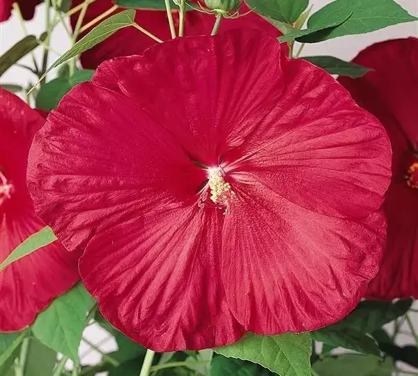 Гибискус Луна Красный - Hibiscus moscheutos Luna Red - Фото №1