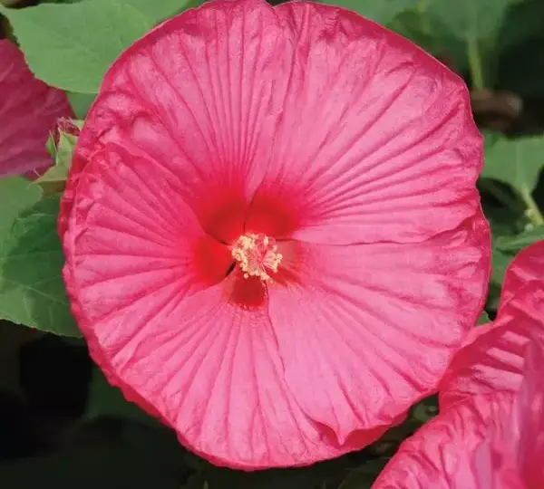 Гибискус Луна Розовый - Hibiscus moscheutos Luna Rose - Фото №1
