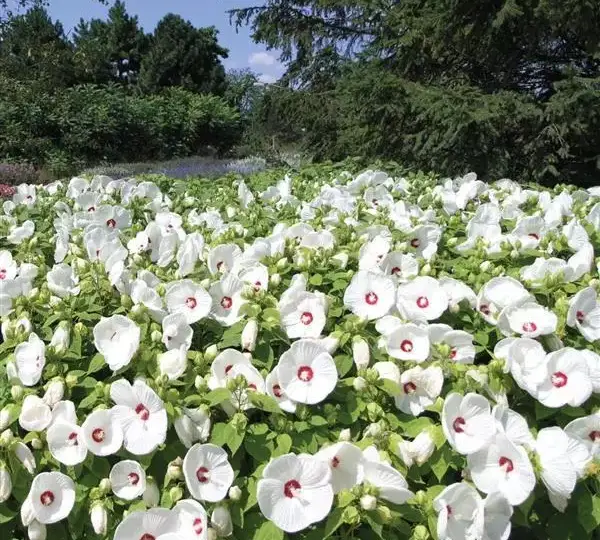 Гибискус Луна Белый - Hibiscus moscheutos Luna White - Фото №2
