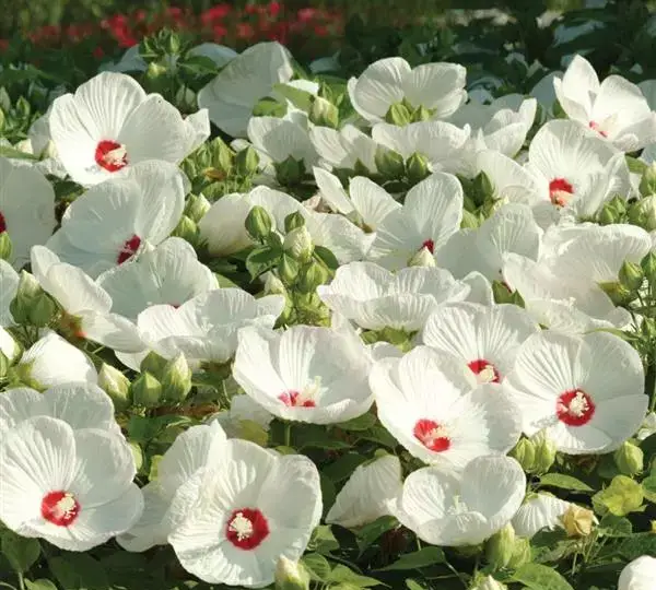 Гибискус Луна Белый - Hibiscus moscheutos Luna White - Фото №3