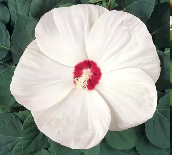 Гибискус Луна Белый - Hibiscus moscheutos Luna White - Фото №1