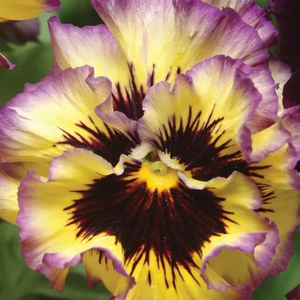Виола крупноцветковая Frizzle Sizzle Lemonberry - Lemonberry, Viola x wittrockiana - Фото №1