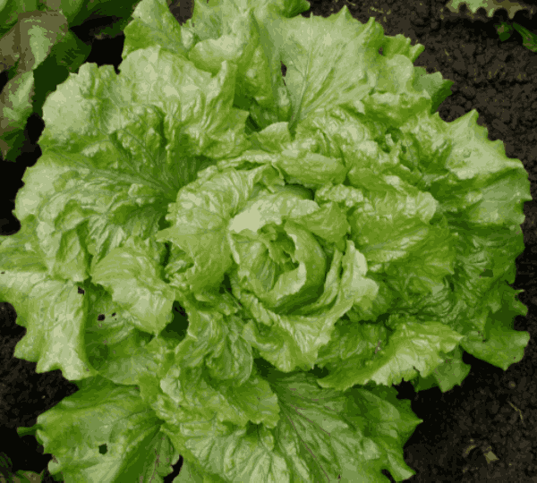 Салат Лени F1 - Lettuce Leny F1 - Фото №2