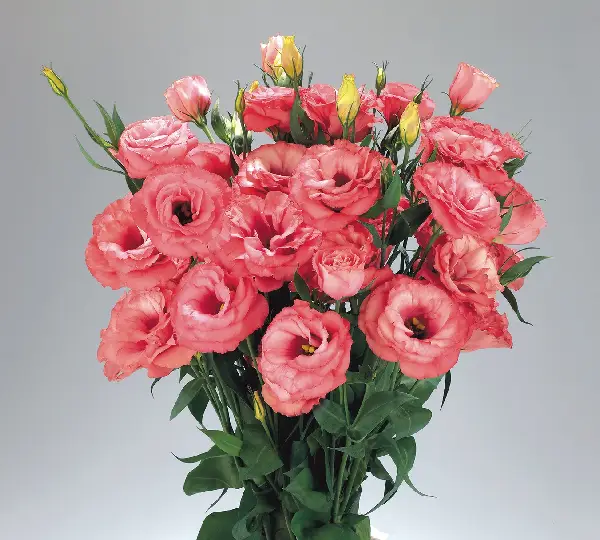 Эустома (Лизиантус) Эдвантаж F1 Вишнёвый сорбет - Lisianthus grandiflorum Advantage F1 Cherry Sorbet, Eustoma grandiflorum - Фото №1