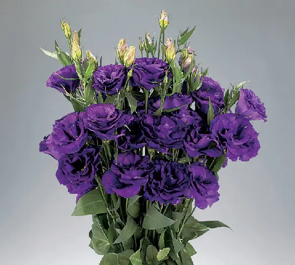 Эустома (Лизиантус) Эдвантаж F1 Фиолетовая - Lisianthus grandiflorum Advantage F1 Purple, Eustoma grandiflorum - Фото №1