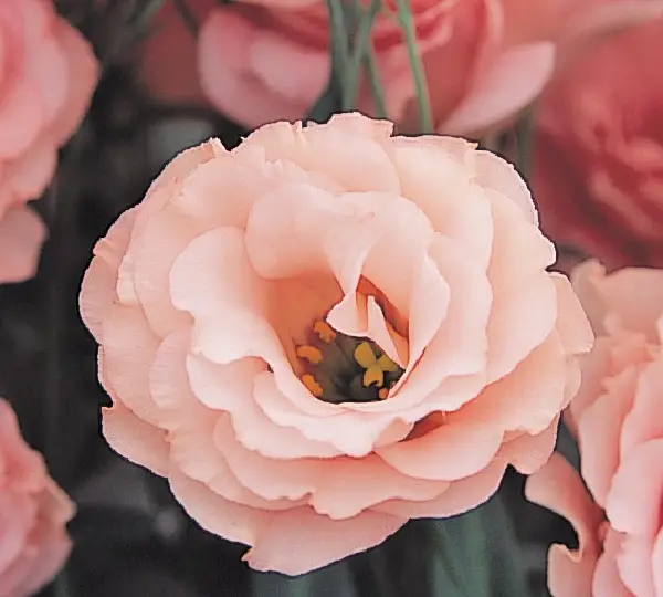 Эустома (Лизиантус) Арена F1 Абрикосовая - Lisianthus grandiflorum Arena F1 Apricot, Eustoma grandiflorum - Фото №1
