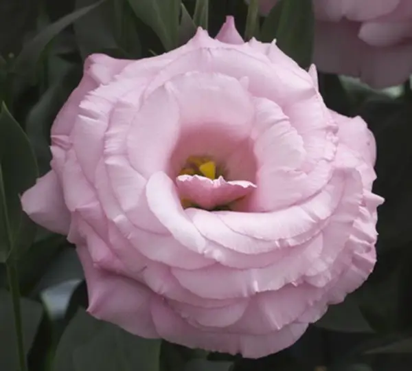 Эустома (Лизиантус) Арена F1 Чисто-розовая - Lisianthus grandiflorum Arena F1 Clear Pink, Eustoma grandiflorum - Фото №1