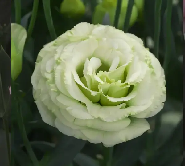 Эустома (Лизиантус) Арена F1 Зелёная - Lisianthus grandiflorum Arena F1 Green, Eustoma grandiflorum - Фото №1