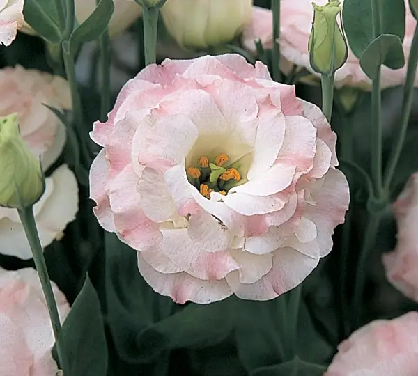 Эустома (Лизиантус) Арена F1 Розовая вспышка - Lisianthus grandiflorum Arena F1 Pink Flash, Eustoma grandiflorum - Фото №1