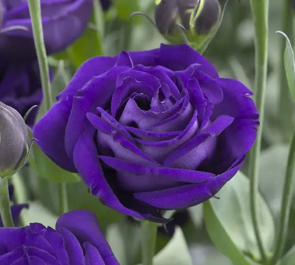 Эустома (Лизиантус) Арена F1 Фиолетовая - Lisianthus grandiflorum Arena F1 Purple, Eustoma grandiflorum - Фото №1