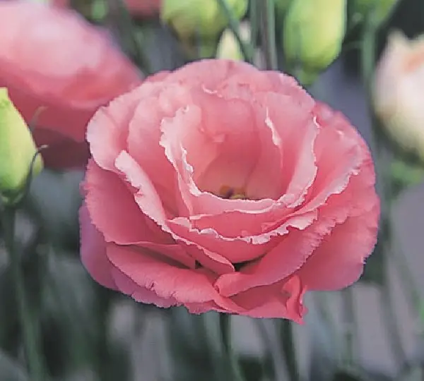 Эустома (Лизиантус) Арена F1 Розовая  - Lisianthus grandiflorum Arena F1 Rose, Eustoma grandiflorum - Фото №1