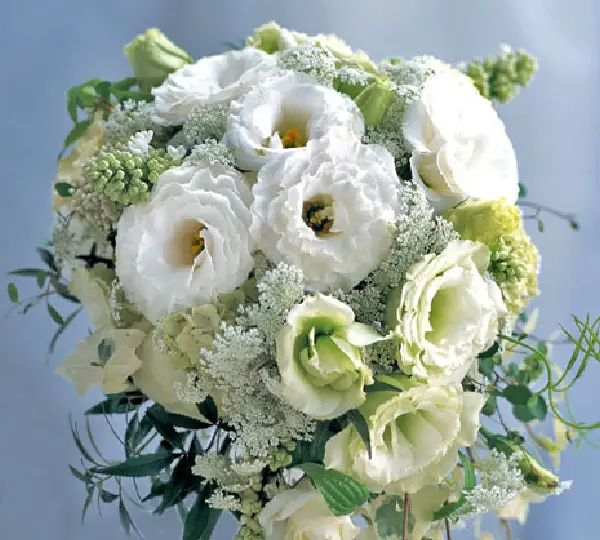 Эустома (Лизиантус) Арена F1 Белая - Lisianthus grandiflorum Arena F1 White, Eustoma grandiflorum - Фото №1