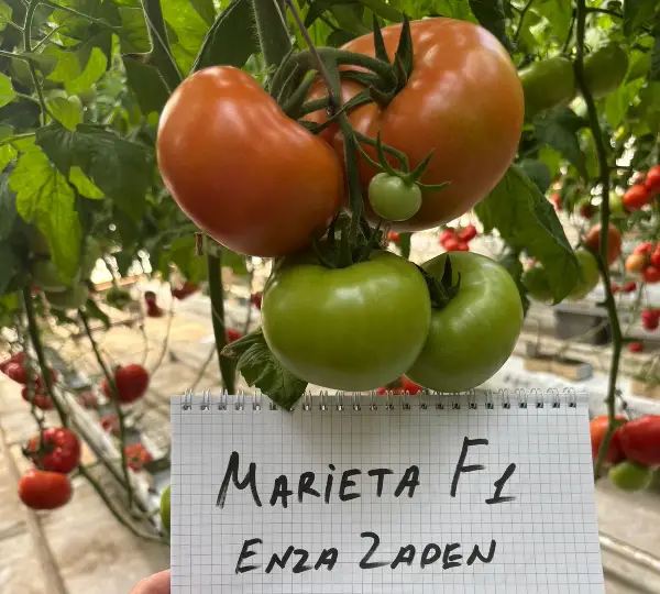 Томат Мариета F1 - Marieta F1 - Фото №5