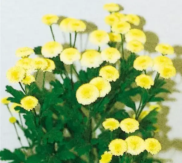 Матрикария (Пиретрум) Вегмо Жёлтая - Matricaria Vegmo Yellow - Фото №1