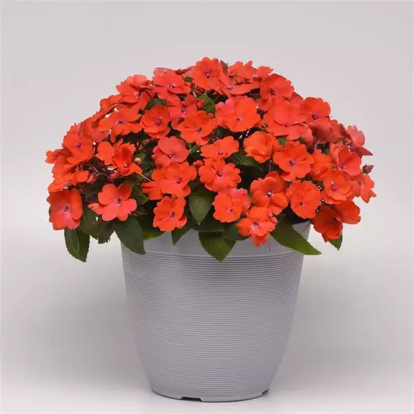 Бальзамин межвидовой Solarscape Оранжевый Всплеск - Orange Burst, Impatiens hybrida - Фото №2