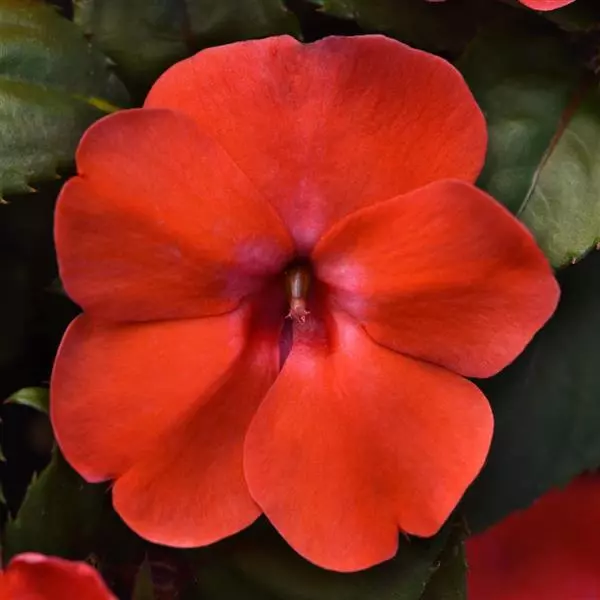 Бальзамин межвидовой Solarscape Оранжевый Всплеск - Orange Burst, Impatiens hybrida - Фото №1