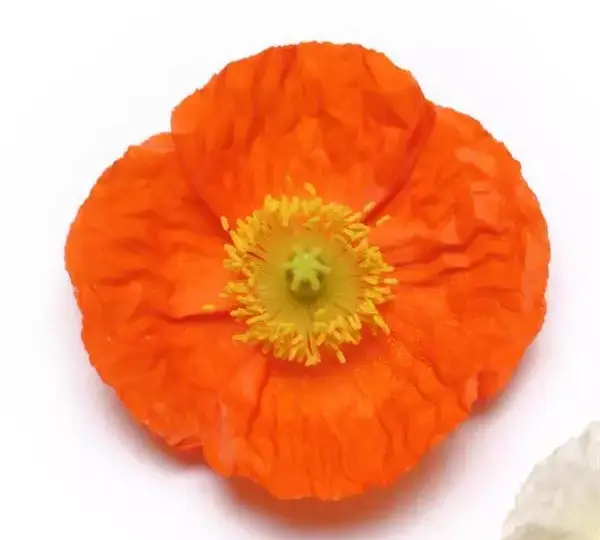 Мак исландский Шампань Баблс Оранжевый - Papaver Champagne Bubbles Orange - Фото №1