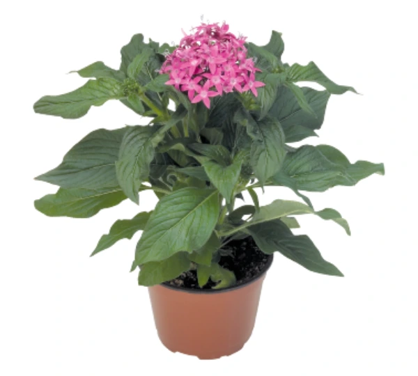 Пентас ланцетовидный Калейдоскоп карнеа Сиреневый F1 - Pentas lanceolata Kaleidoscope carnea Lilac F1 - Фото №2