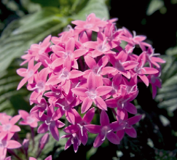 Пентас ланцетовидный Калейдоскоп карнеа Сиреневый F1 - Pentas lanceolata Kaleidoscope carnea Lilac F1 - Фото №1