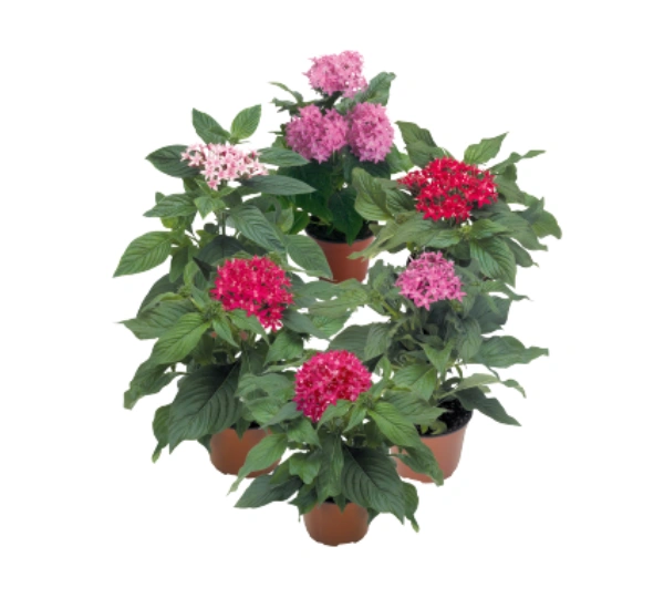 Пентас ланцетовидный карнеа Калейдоскоп Микс F1 - Pentas lanceolata Kaleidoscope carnea Mix F1 - Фото №2