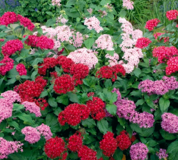 Пентас ланцетовидный карнеа Калейдоскоп Микс F1 - Pentas lanceolata Kaleidoscope carnea Mix F1 - Фото №1