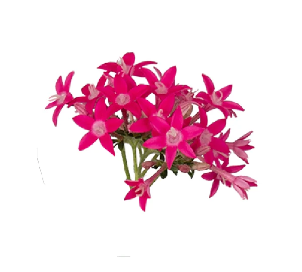 Пентас ланцетовидный Граффити нежно-розовый - Pentas lanceolata Graffiti Falls Rose - Фото №2