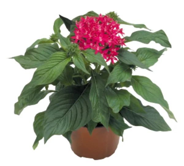 Пентас ланцетовидный Калейдоскоп карнеа Карминовый F1 - Pentas lanceolata Kaleidoscope carnea Carmine F1 - Фото №2