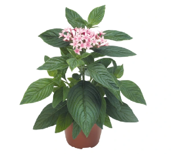 Пентас ланцетовидный Калейдоскоп карнеа Яблочный F1 - Pentas lanceolata Kaleidoscope carnea Appleblossom F1 - Фото №2