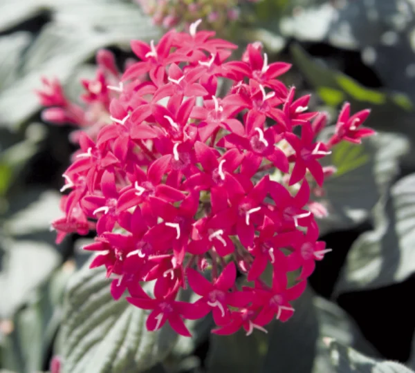 Пентас ланцетовидный Калейдоскоп карнеа Карминовый F1 - Pentas lanceolata Kaleidoscope carnea Carmine F1 - Фото №1