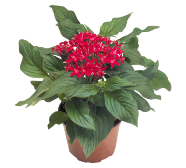 Пентас ланцетовидный Калейдоскоп карнеа Глубокий красный F1 - Pentas lanceolata Kaleidoscope carnea Deep Red F1 - Фото №2